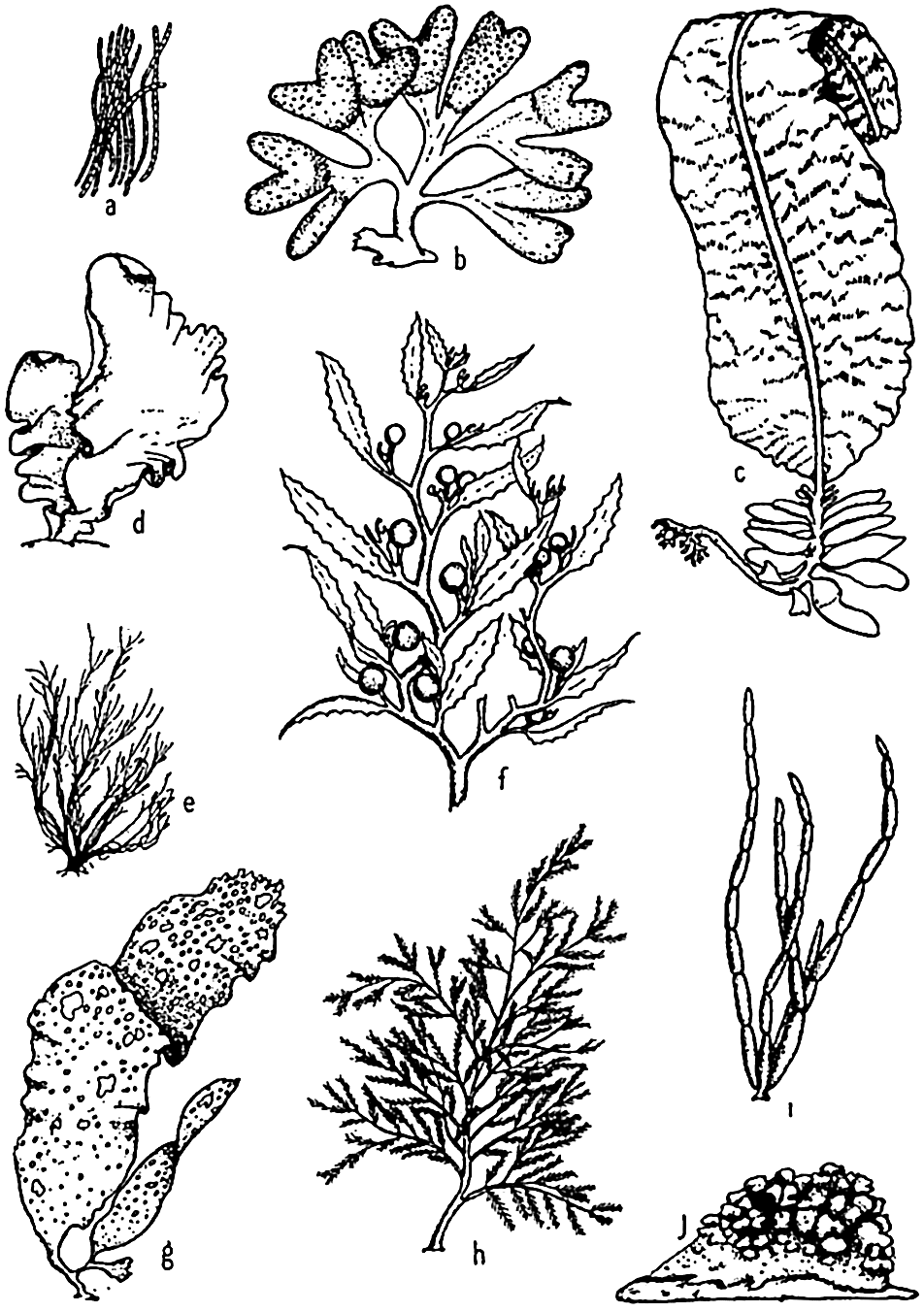 ocean animals plants coloring pages - photo #26