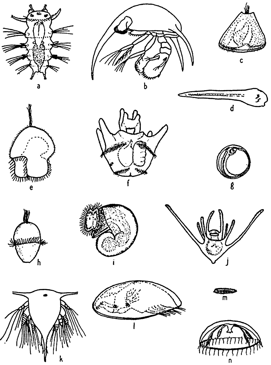 Bivalve Trochophore Larvae