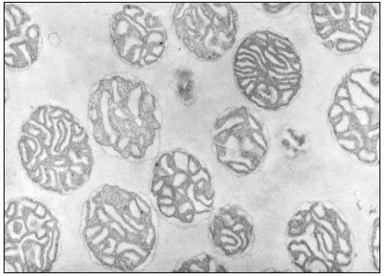 Mitochondrial Cross Section