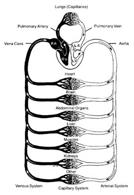 Blank heart diagram blood flow