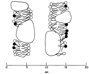 Single Thylakoid