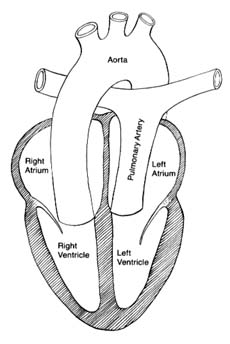 DRAW IT NEAT How to draw internal structure of Human heart  Easy version