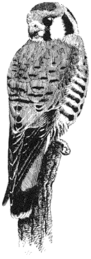 Falcon - Black Perch (7 | 3-1/5 oz.)
