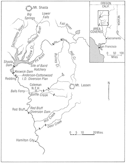 White Kings: Myth, Magic or Marketing? – Salmon & Steelhead Journal