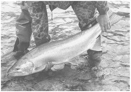 Stock photo of Fishermen hauling in Sockeye salmon (Oncorhynchus nerka) in gill  net onto…. Available for sale on